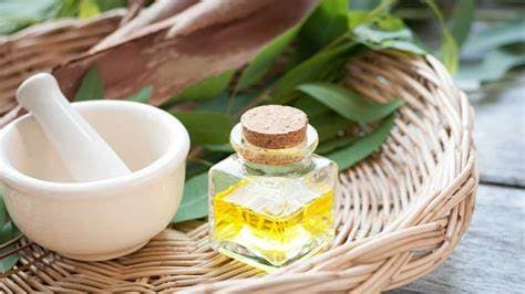  Eucalyptus Oil