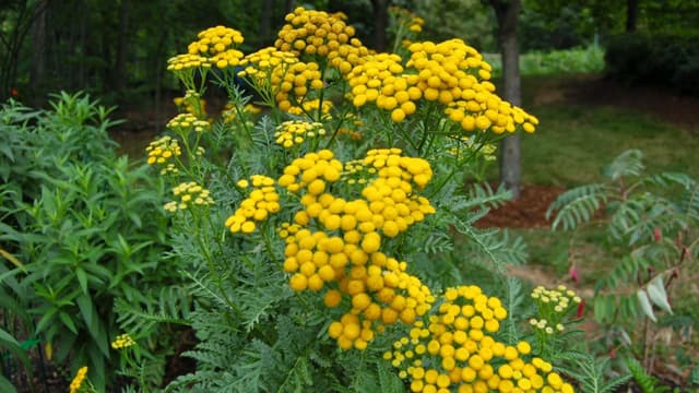 Tanacetum vulgare