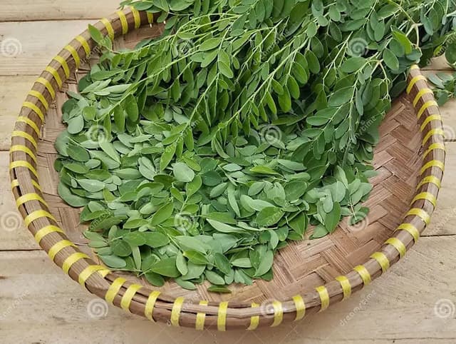 Moringa oleifera